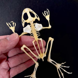 Esqueleto de rana (rana herbácea asiática) ejemplar real