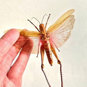 Javanese Grasshopper (Valanga Javanensis) real specimen.
