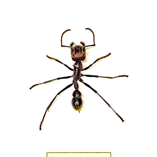 Bullet Ant (Paraponera clavata) real ant framed.  framed insect. taxidermy. beetle. insect art