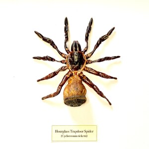 Hourglass Trapdoor Spider Cyclocosmia ricketti framed image 1