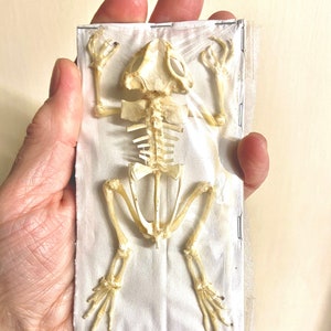 Toad Skeleton Real. (Duttaphrynus melanosticus)
