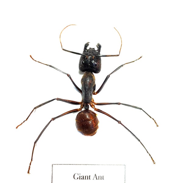 Spécimen réel de la forêt de fourmis géantes (Camponotus gigas)