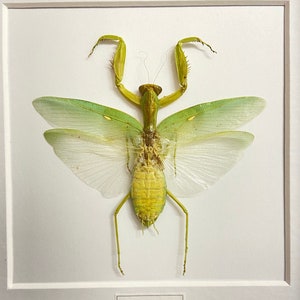 May include: A framed green praying mantis with its wings spread out. The mantis is mounted on a white background and the frame has a white mount. The label below the mantis reads "Green Praying Mantis (Hierodula patellifera)".