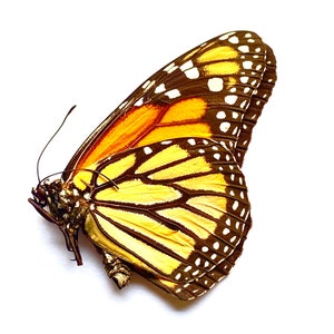 Monarch Butterfly (Danaus plexippus) specimen
