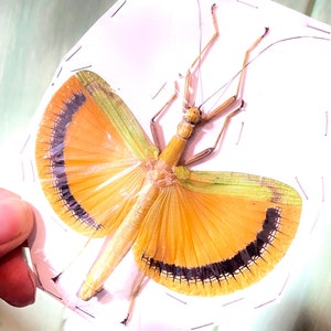 May include: A preserved insect with large, orange wings with black trim. The insect is mounted on a white background.