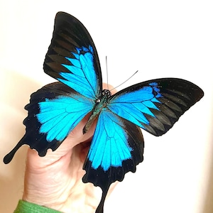Blue Mountain Swallowtail (Papilio Ulysses) real butterfly. Blue butterfly. Morpho. specimen unframed, un-set folded wings. Insectsofbeauty