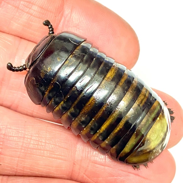 Pill Bug Tausendfüßler (Sphaeropoeus sp) Riesiges, echtes Exemplar. Hundertfüßer. Insektensammlung. präpariert. Insektenkunst. Gothic Kuriosität. Steampunk