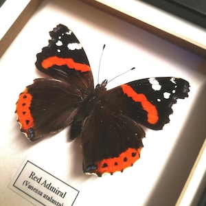 Red Admiral Vanessa atalanta framed. image 1