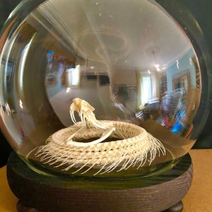 Snake Skeleton real (White lipped Viper) in glass dome. Skeleton. Snake.asp.serpent.taxidermy.bones.insectsofbeauty. Oddities. Goth.witch.