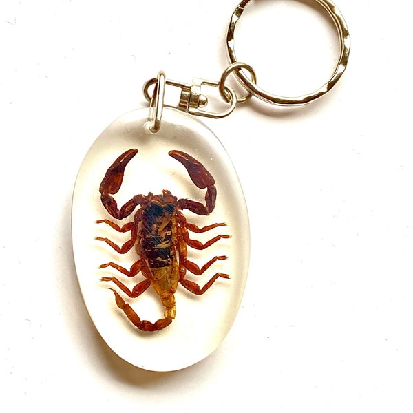 Porte-clés scorpion. Véritable insecte. scorpion. porte-clés. lucite. araignée. gothique. bizarrerie. steampunk.insect art... pendentif insecte. boucle d'oreille en résine