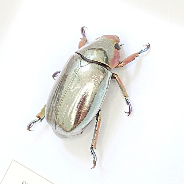 Silver Scarab Etsy