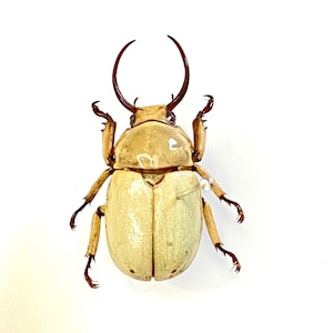 Kibakoganea Dohertyi) rutelinae. Ejemplar de insecto. Insectsofbeautyuk.colección de insectos.coleoptera.escarabajos.taxidermia de insectos.escarabajo ciervo