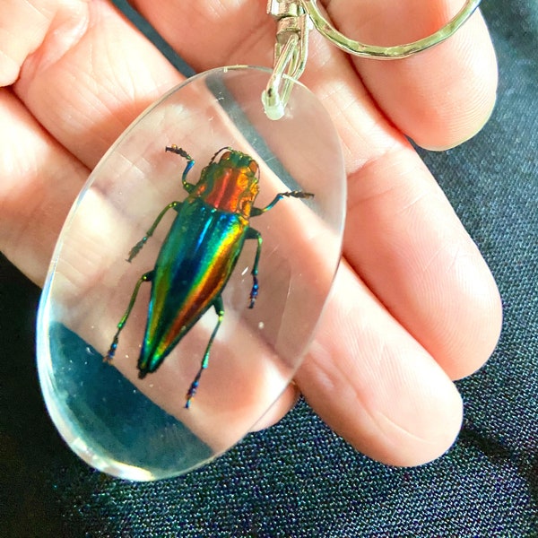 Jewel Beetle key ring. Real insect embedded in resin pendant. insectsofbeauty. insect art. key fob. lucite. glass. calepya. goth. oddity