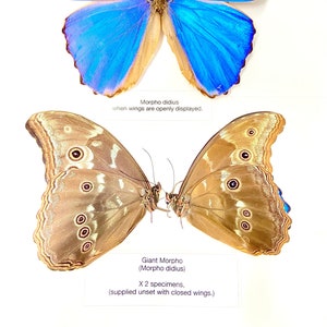 Morpho didius x 2 folded papered specimens.