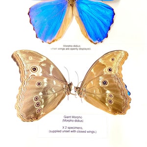 Morpho didius x 2 folded papered specimens. image 1