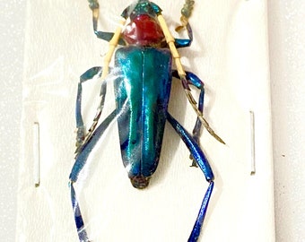Pachyteria nocki。珍しいカミキリムシ。カミキリムシ科。本物の昆虫