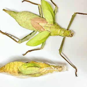 Espécimen de ninfa de la selva sin fraguar. (Heteroptera dilatata) ejemplar real. sin marco.insecto palo.fásmido.espécimen de insecto.goth.insectsofbeauty