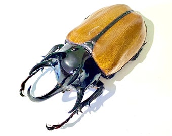 標本 Oryctes gigas pair 67mm 67mm A1 il_1080xN.6538529951_hb4v.jpg