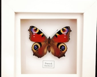 Peacock Butterfly (Aglais io) Real Insect, entomology. real butterfly. framed butterfly. insectsofbeautyuk. Lepidoptera. entomology