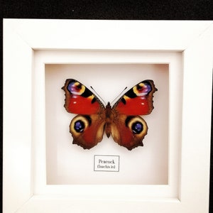 Peacock Butterfly (Aglais io) Real Insect, entomology. real butterfly. framed butterfly. insectsofbeautyuk. Lepidoptera. entomology