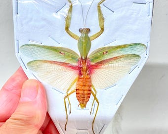 Mantis religiosa grande. Rombodera basalis. Solo ejemplar. Mantis. Ejemplar de insecto. Entomología.