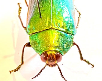 明るい緑色のタマムシ (Callopistus castelnaudi) の実物標本