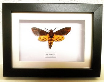 Deaths Head Hawkmoth (Acherontia styx) real moth framed