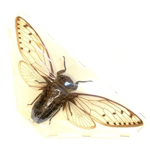 Cigarra Merula (Megapomponia Merula) espécimen real