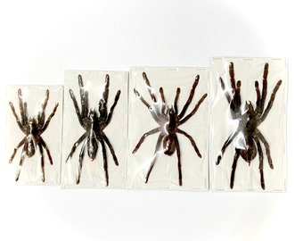 Tarantula specimens. Various sizes. un-framed