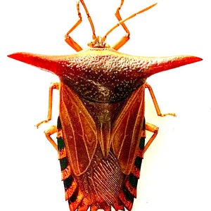 Peut inclure: Gros plan d'un insecte rouge et noir avec un dos en forme de bouclier piquant. L'insecte est sur un fond blanc.