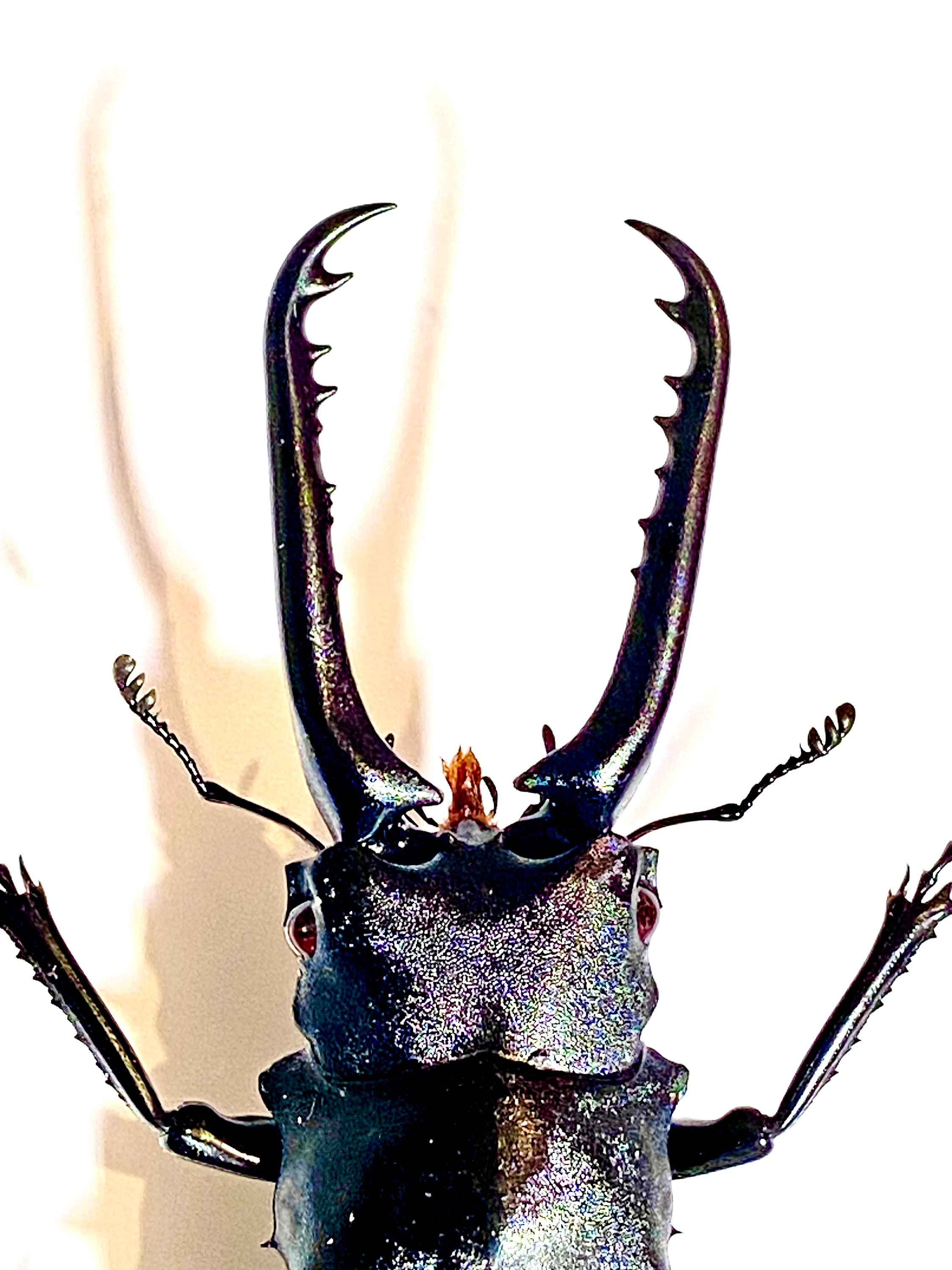 Giraffe Stag Beetle (prosopocoilus Giraffa) Real Specimen. - Etsy