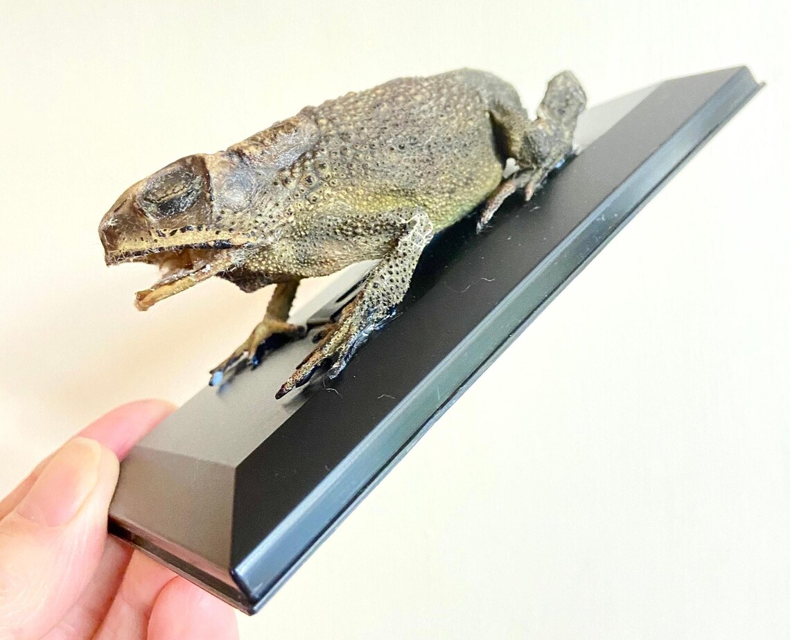 Toad (asian) Real Preserved Specimen in Display Case. Toad. Frog ...