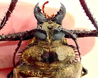 巨大なカミキリムシ（Xixuthrus sp）の実物標本。甲虫。美しい昆虫