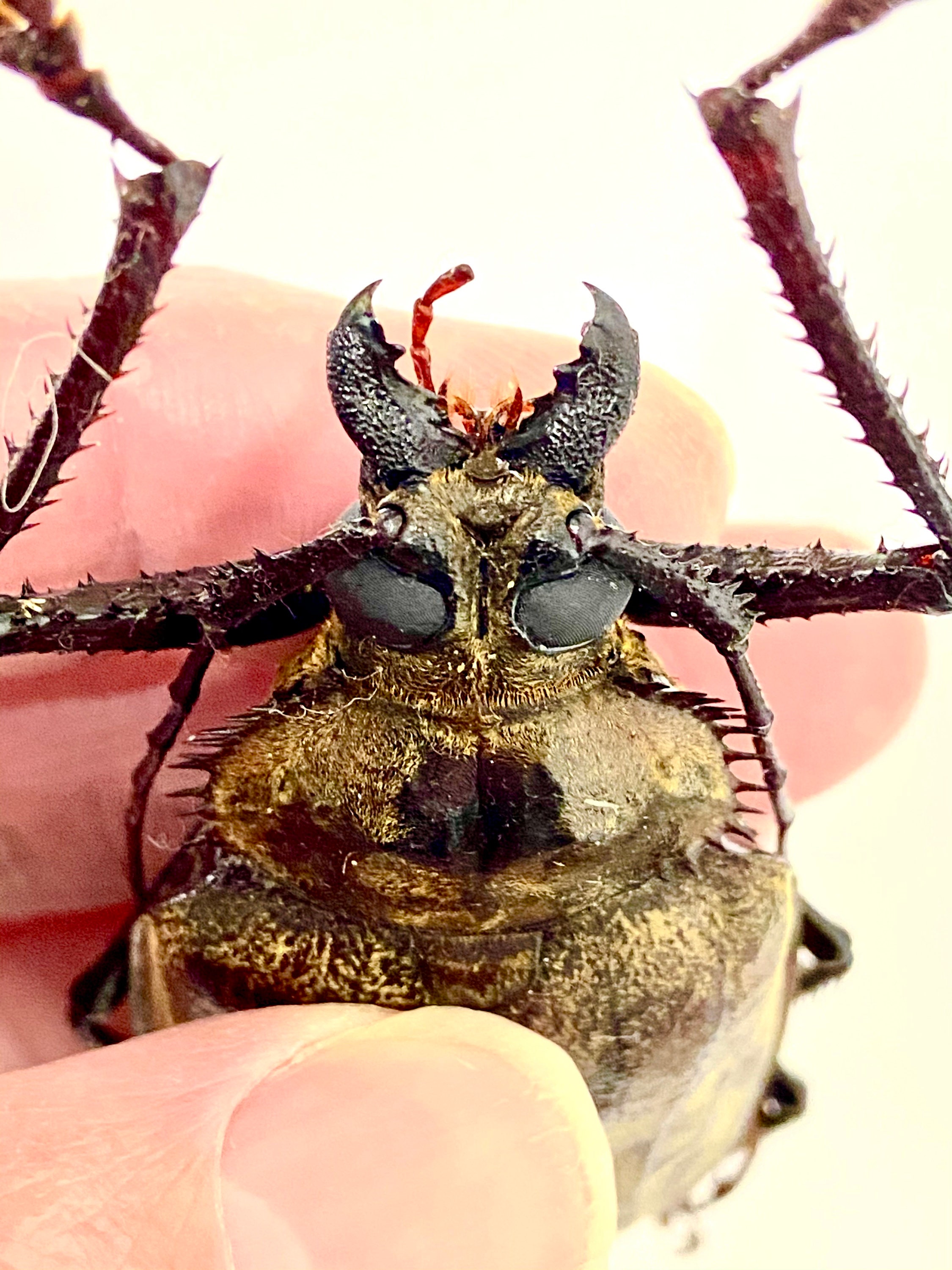 巨大なカミキリムシ（Xixuthrus sp）の実物標本。甲虫。美しい昆虫