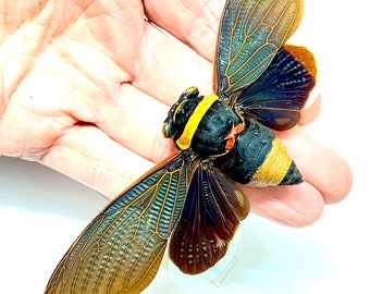 Cicada.(Tacua speciosa) real specimen