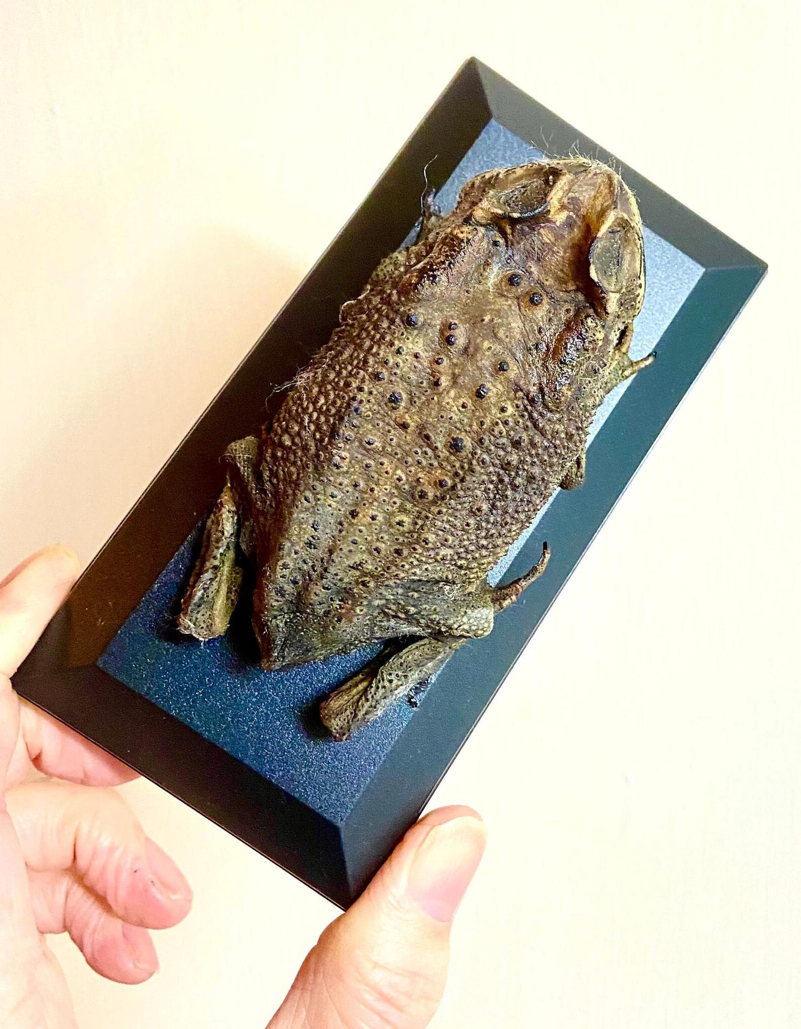 Toad (asian) Real Preserved Specimen in Display Case. Toad. Frog ...