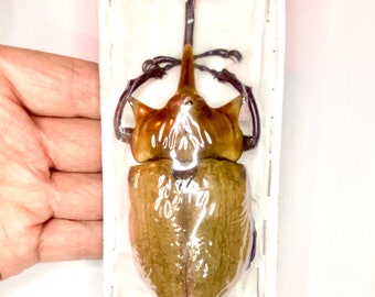 標本 Mexico Megasoma thersites 39mm ゾウガメ（Megasoma elephas）本物の巨大な標本。カブトムシ。昆虫標本