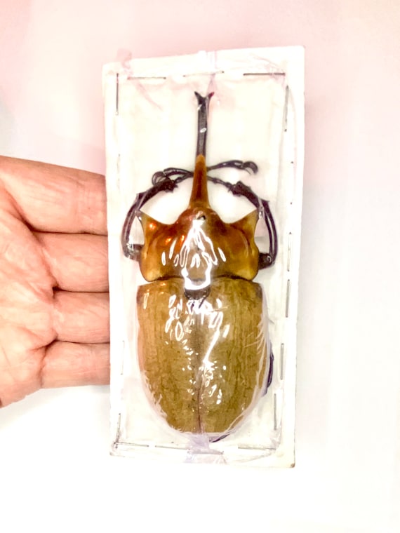 M エレファスゾウカブト 標本用 ♂ 大型 美品 エレファスゾウカブト♂