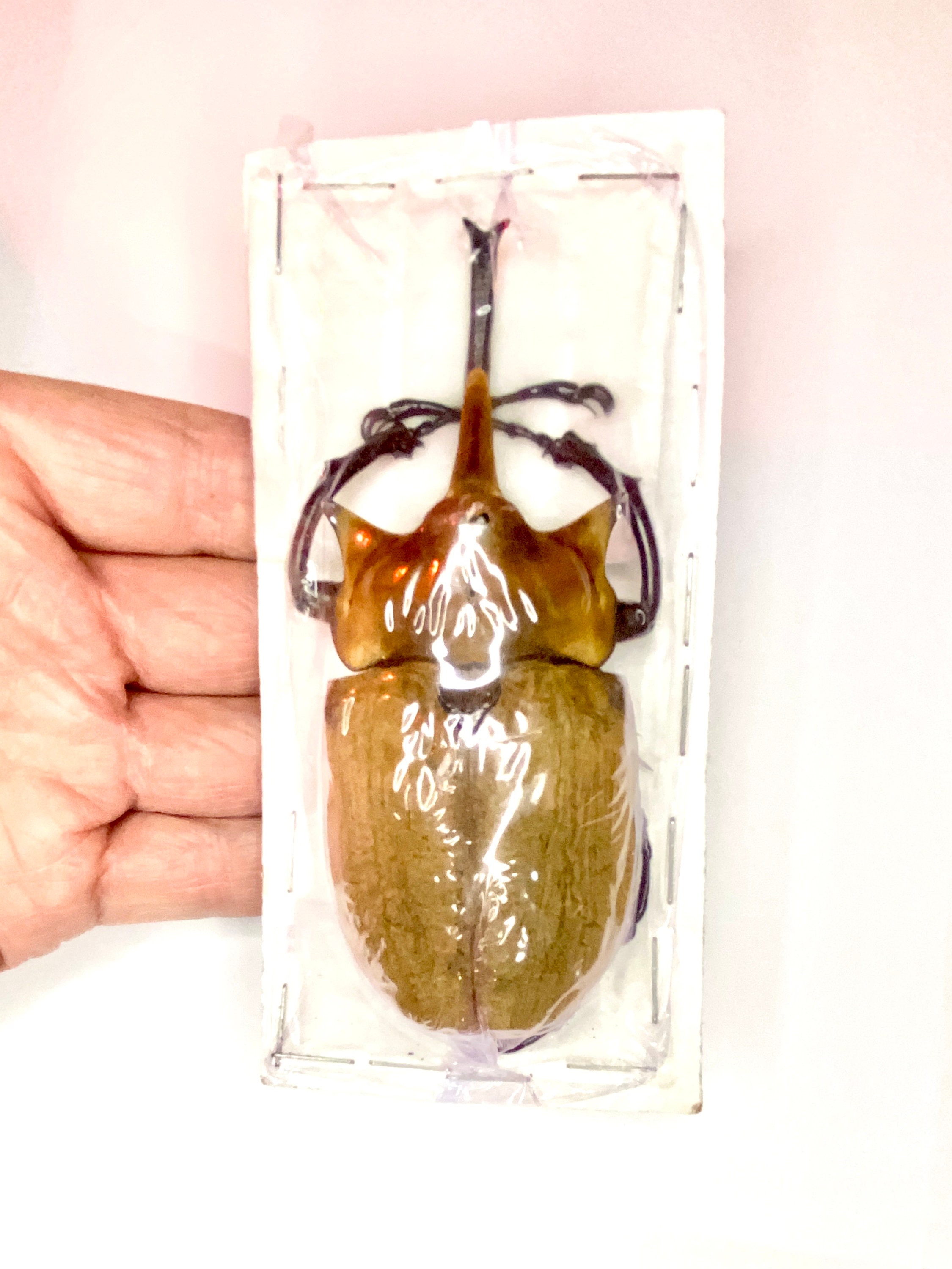 ゾウガメ（Megasoma elephas）本物の巨大な標本。カブトムシ。昆虫標本
