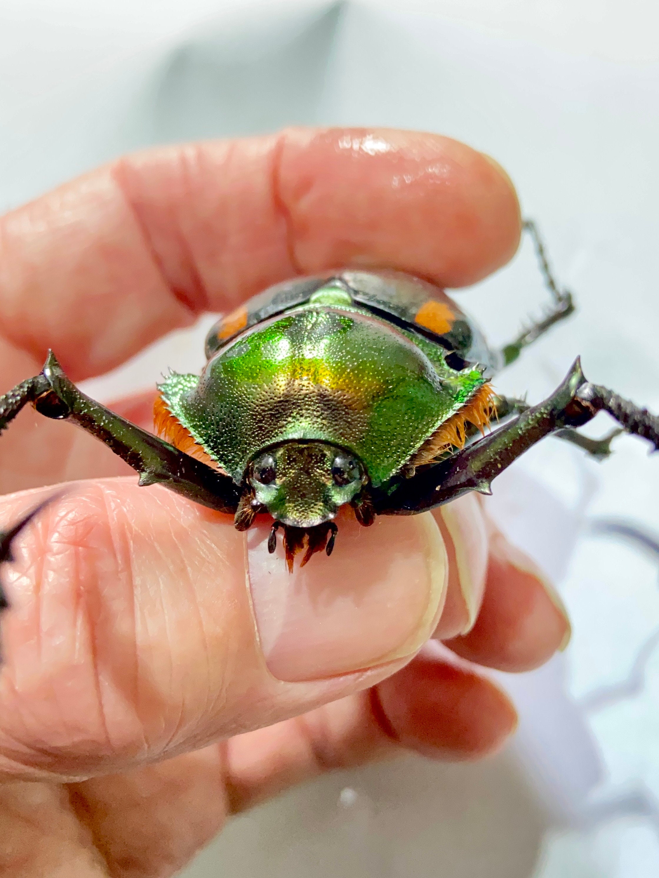 Cheirotonus Jansoni. Beetle Specimen. Insect Specimen