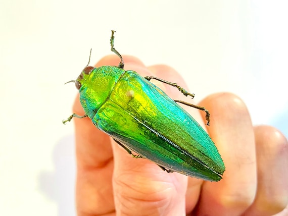 美しい緑色の昆虫タマムシ標本 約40匹 昆虫標本 ヤマトタマムシ - メルカリ