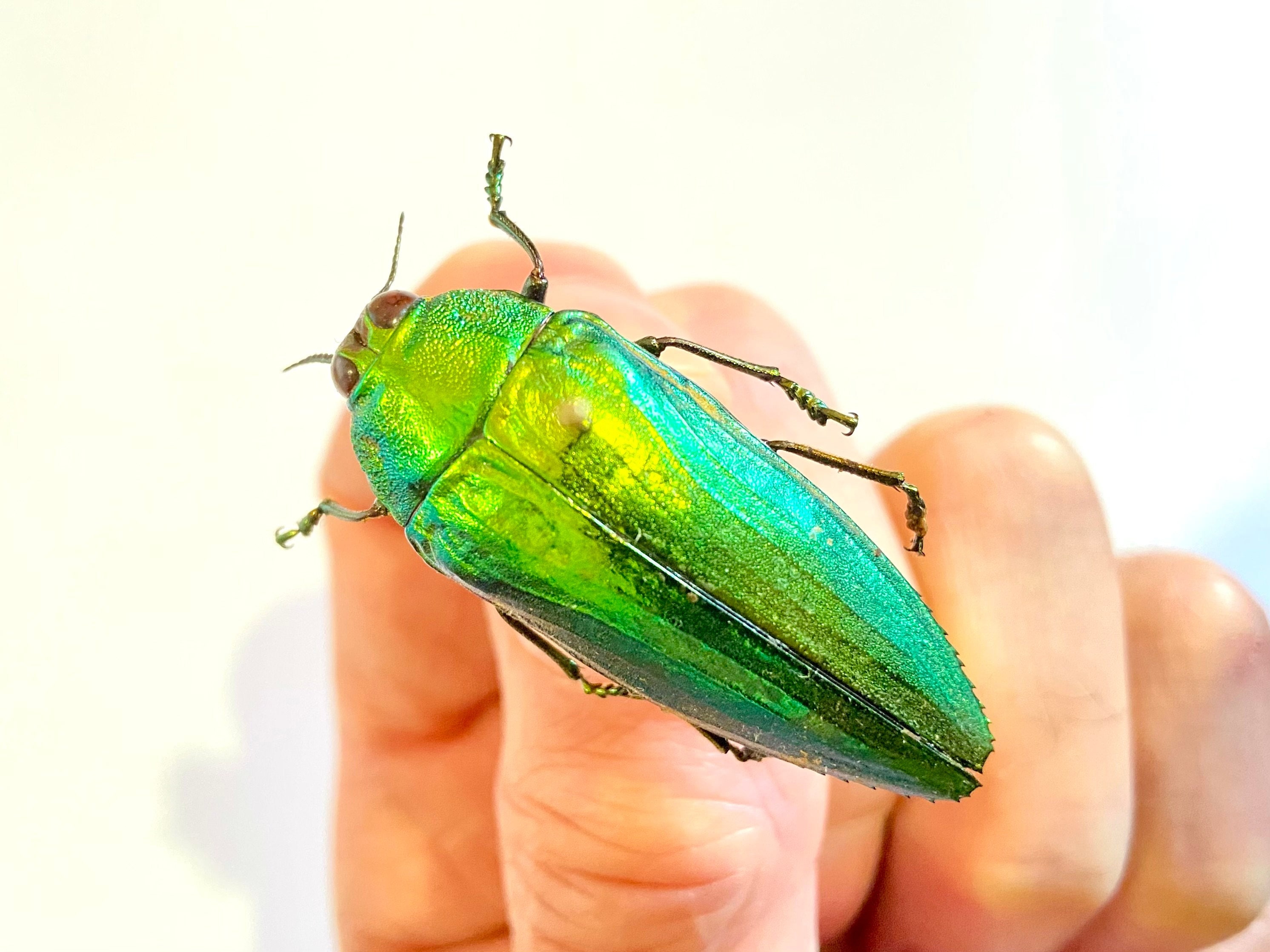 美しい緑色の昆虫タマムシ標本 約40匹 昆虫標本 タマムシ 玉虫 宝石虫 約36mm - メルカリ
