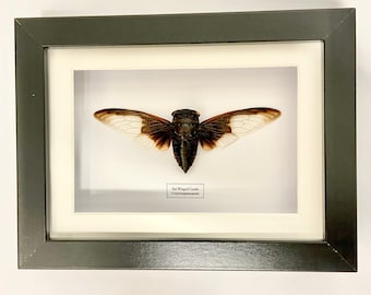 Może przedstawiać: Oprawiony okaz owada, brązowej i białej cykady, z napisem "Bat Winged Cicada (Cryptotympana  japonica)" na białej etykiecie.