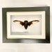 see more listings in the Framed Insects section