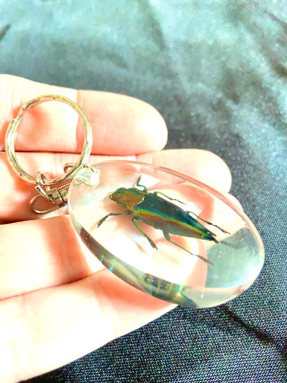 Jewel Beetle key ring. Real insect embedded in resin pendant. insectsofbeauty. insect art. key fob. lucite. glass. calepya. goth. oddity