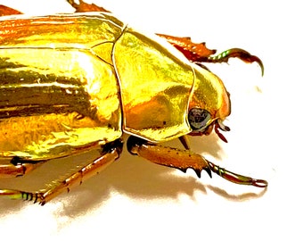 黄金のスカラベ。Chrysina resplendens。金色。本物の昆虫標本