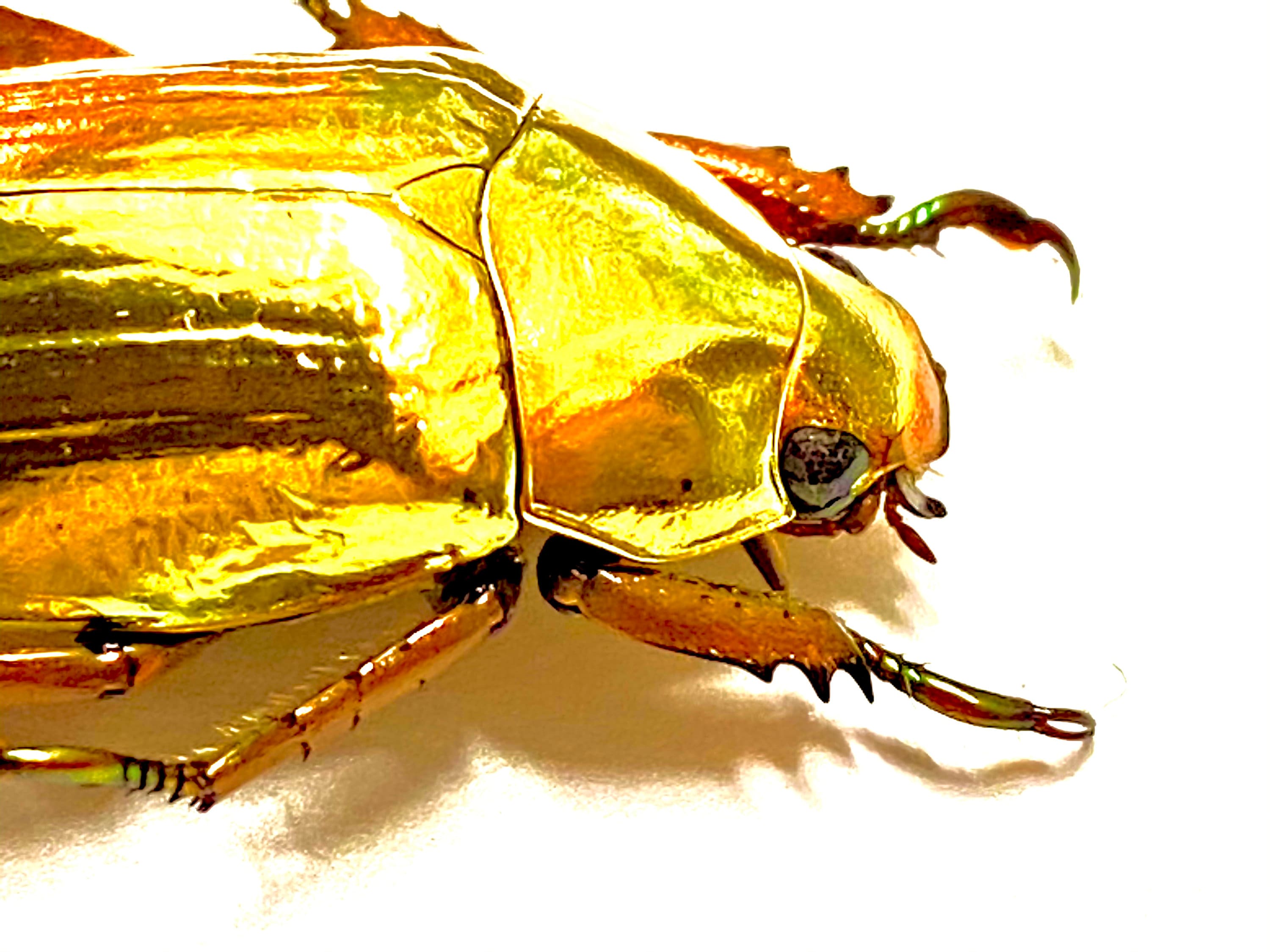 黄金のスカラベ。Chrysina resplendens。金色。本物の昆虫標本
