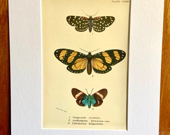 Antique Print/Plate 1897 original. Vintage Butterfly print.