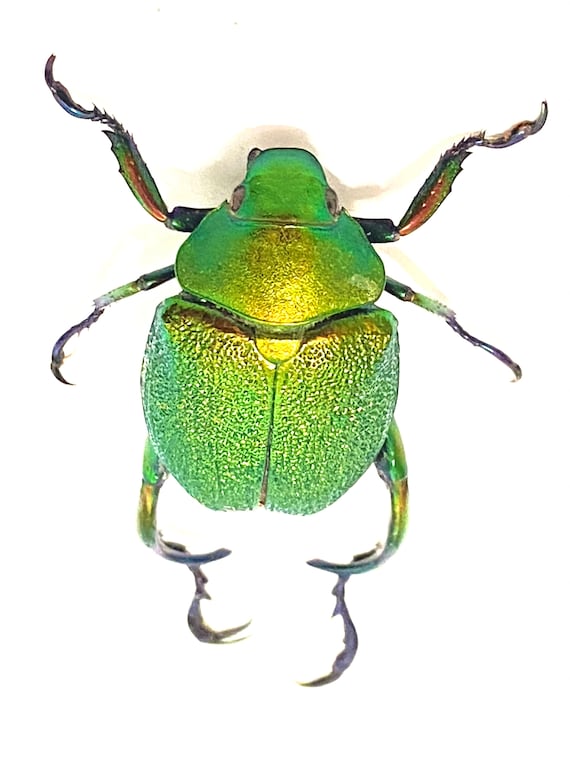 コガネムシ 標本 カワセミ 昆虫標本 コガネムシ 令和5年 コガネムシの