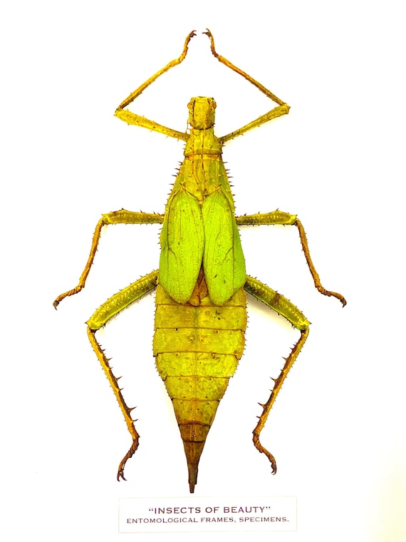 Jungle Nymph (heteropteryx Dilatata) Real Specimen Unframed. - Etsy
